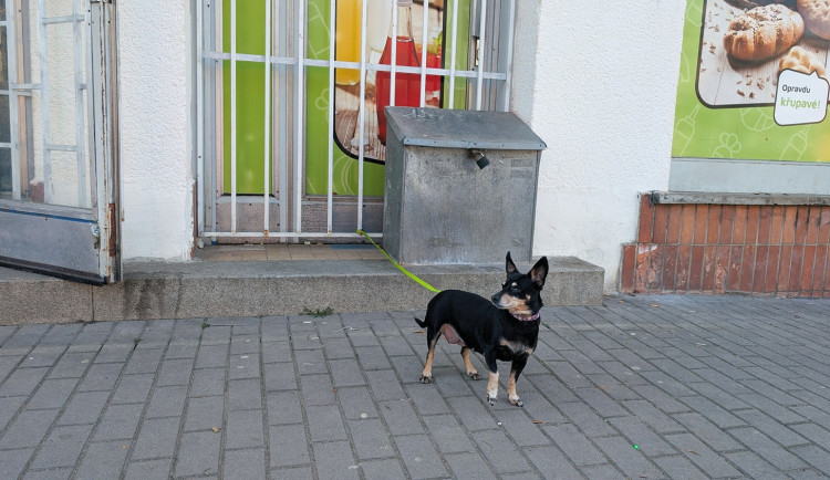 Opuštěný pes čekal v chladu na svého pána, který ho přivázal u večerky