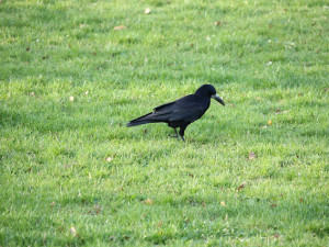 Na Hradě žijí kavky i záhadní roztoči. Biologové v areálu našli stovky obyvatel