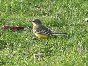 Na Hradě žijí kavky i záhadní roztoči. Biologové v areálu našli stovky obyvatel