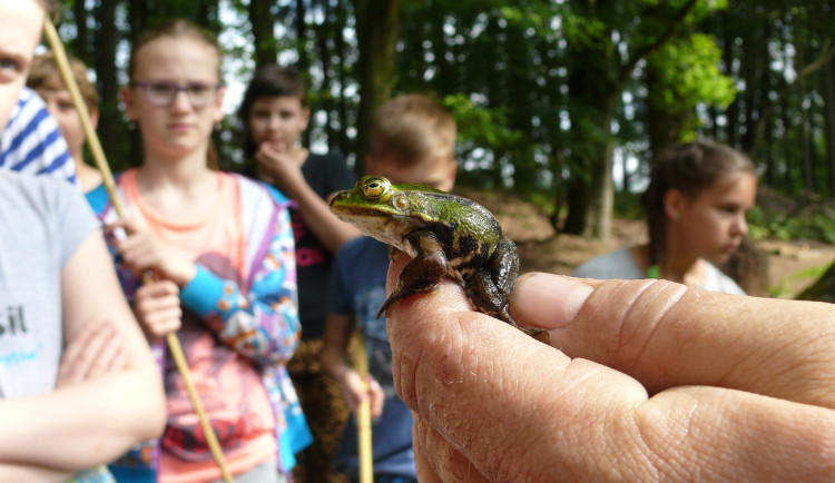 Tisíce žab míří k rybníku. Na Jihlavsku je před auty chrání dobrovolníci i děti
