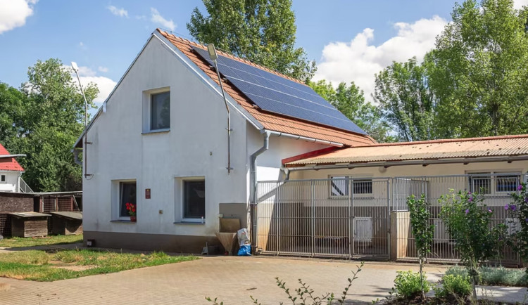 Po kritice zpět do Neředína. Zatoulaní psi z Olomouce opět budou v útulku u letiště