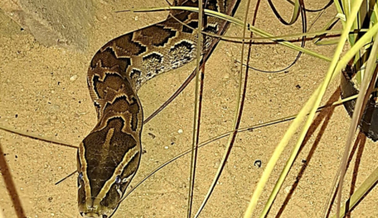 Do Ostravy se vrátil největší africký had. Krajta písmenková váží až metrák