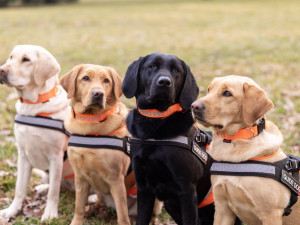 Běžecký seriál Běhej lesy přichází s novým charitativním i věrnostním konceptem