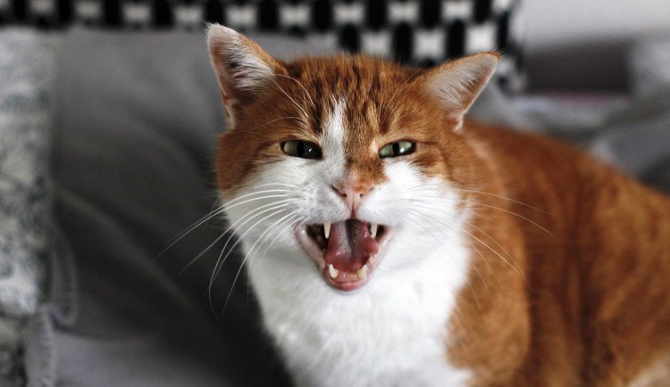 Drama v Břeclavi. Matku se synem vyhnala z bytu jejich vlastní kočka