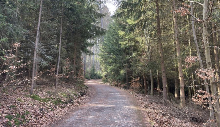 Omezení v lázeňských lesích: Dřevorubci tento týden uzavřou část Tuhnické stezky