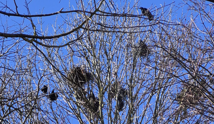 Táborské sídliště okupují havrani. Město už odstranilo přes 100 hnízd