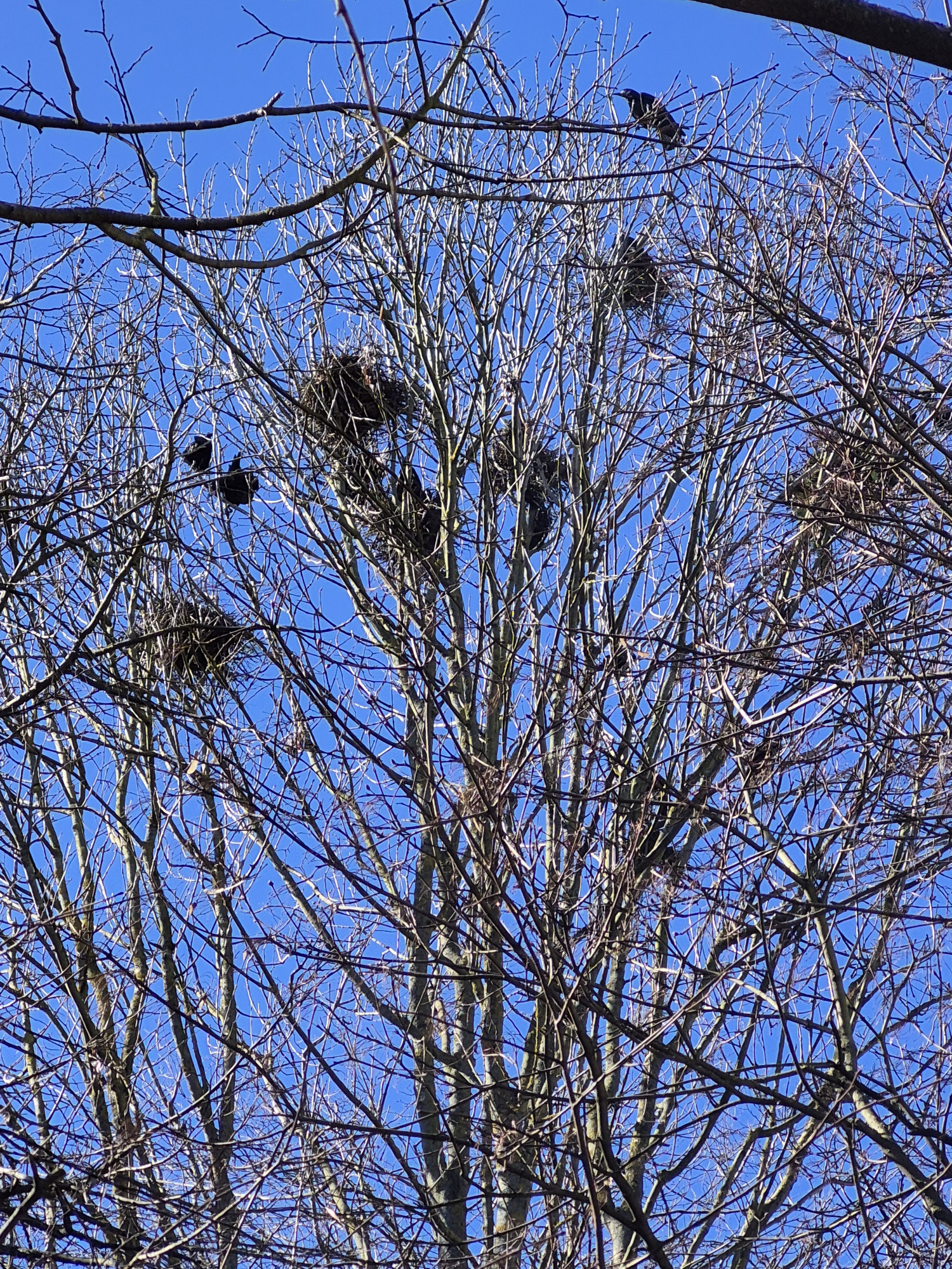 Táborské sídliště okupují havrani. Město už odstranilo přes 100 hnízd