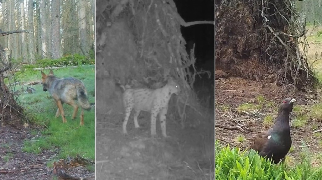 U jednoho vyvráceného stromu se vystřídalo neuvěřitelné množství divokých zvířat