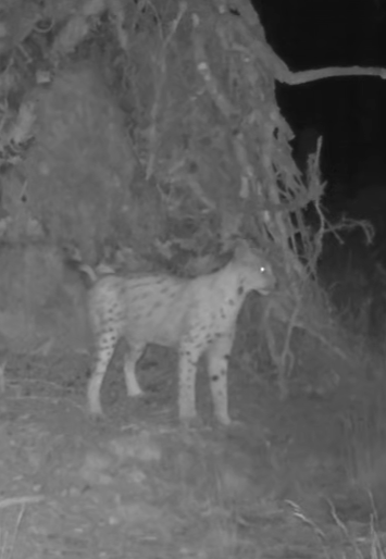 Vyvrácený smrk přilákal nejen vlka, rysa, tetřeva a jeleny. Úchvatné záběry ze Šumavy