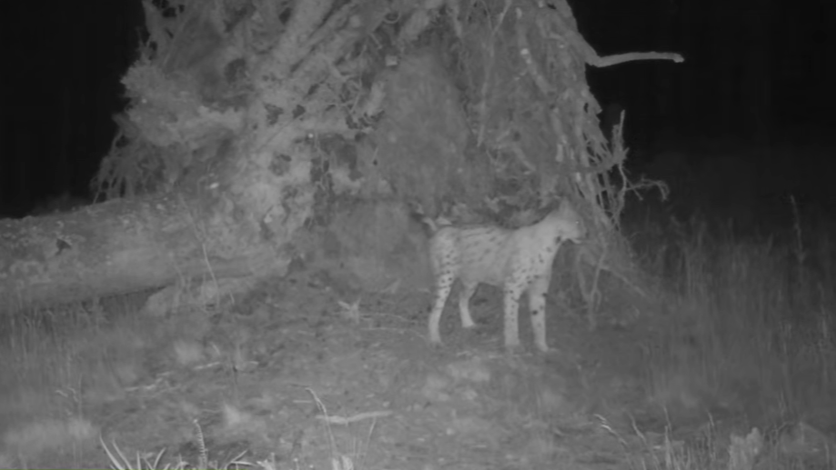 Vyvrácený smrk přilákal nejen vlka, rysa, tetřeva a jeleny. Úchvatné záběry ze Šumavy