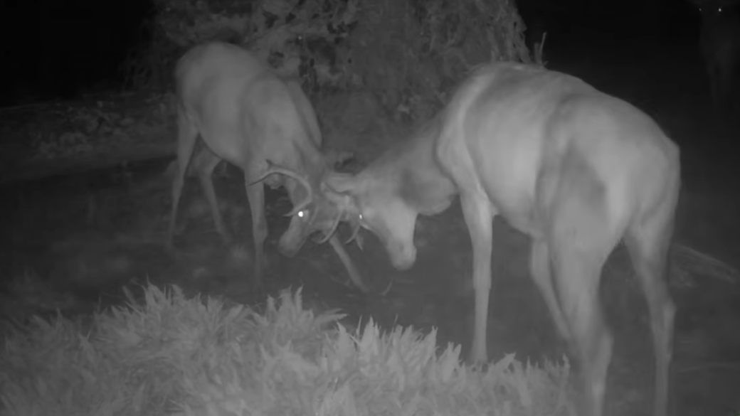 Vyvrácený smrk přilákal nejen vlka, rysa, tetřeva a jeleny. Úchvatné záběry ze Šumavy