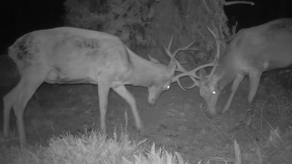 Vyvrácený smrk přilákal nejen vlka, rysa, tetřeva a jeleny. Úchvatné záběry ze Šumavy