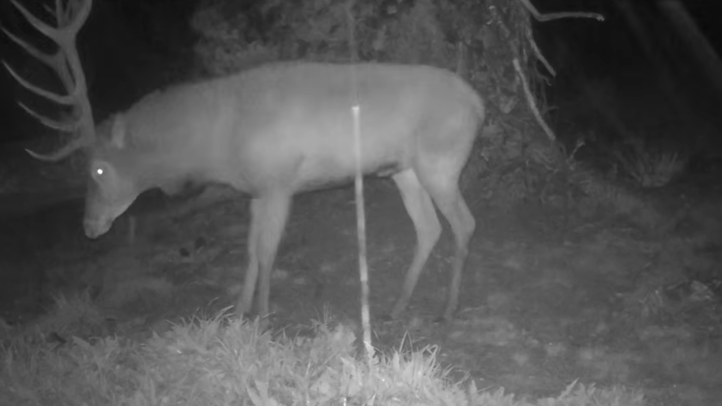 Vyvrácený smrk přilákal nejen vlka, rysa, tetřeva a jeleny. Úchvatné záběry ze Šumavy