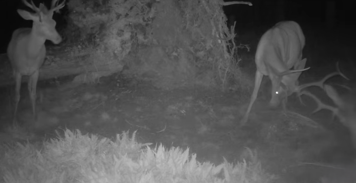 Vyvrácený smrk přilákal nejen vlka, rysa, tetřeva a jeleny. Úchvatné záběry ze Šumavy