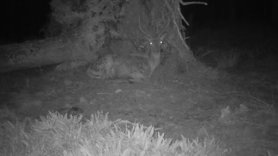 Vyvrácený smrk přilákal nejen vlka, rysa, tetřeva a jeleny. Úchvatné záběry ze Šumavy