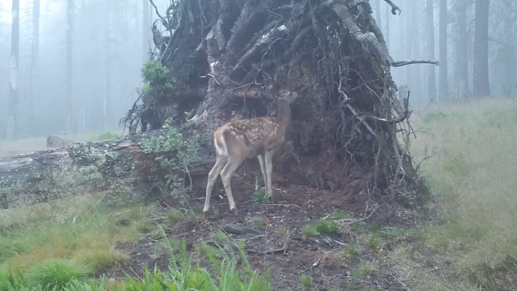 Vyvrácený smrk přilákal nejen vlka, rysa, tetřeva a jeleny. Úchvatné záběry ze Šumavy