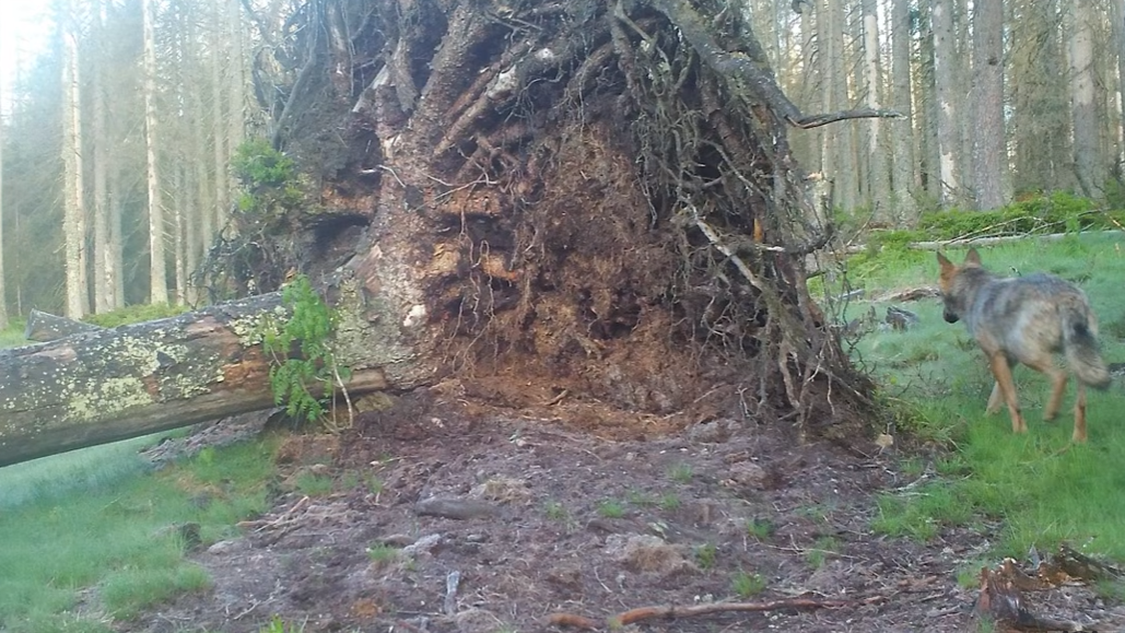 Vyvrácený smrk přilákal nejen vlka, rysa, tetřeva a jeleny. Úchvatné záběry ze Šumavy
