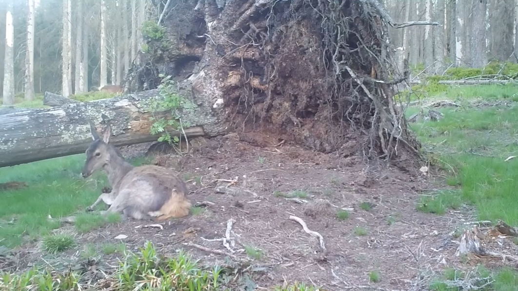 Vyvrácený smrk přilákal nejen vlka, rysa, tetřeva a jeleny. Úchvatné záběry ze Šumavy