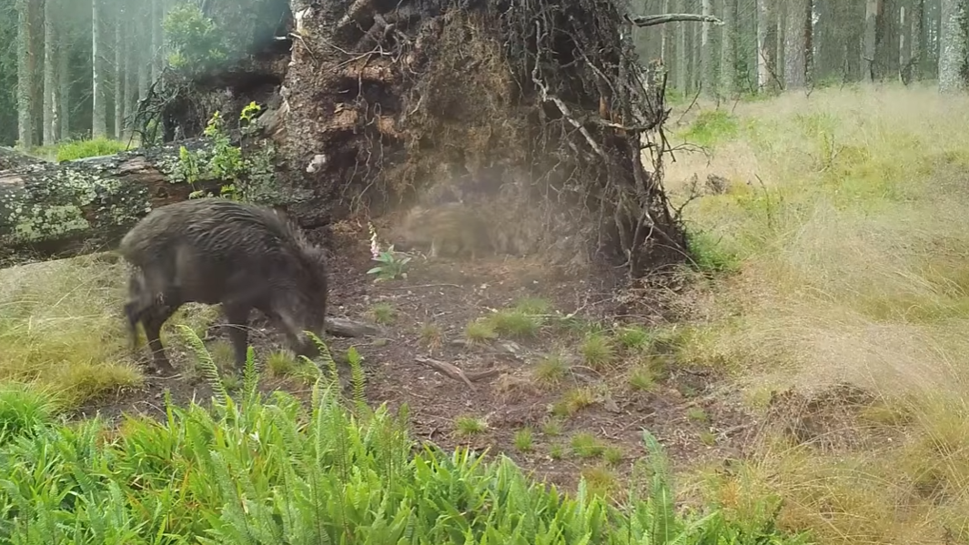 Vyvrácený smrk přilákal nejen vlka, rysa, tetřeva a jeleny. Úchvatné záběry ze Šumavy