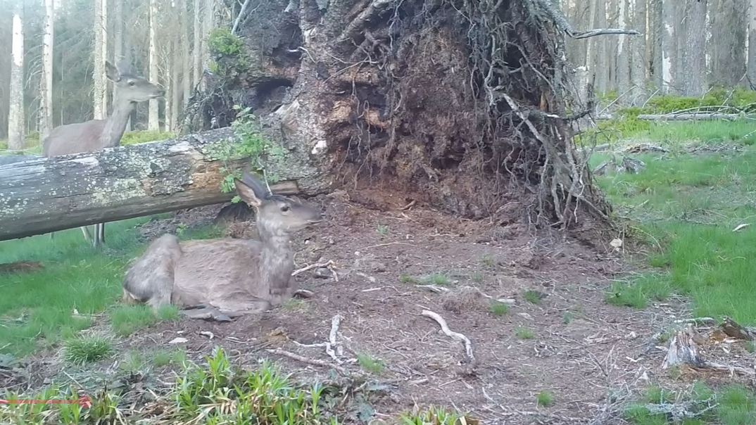 Vyvrácený smrk přilákal nejen vlka, rysa, tetřeva a jeleny. Úchvatné záběry ze Šumavy