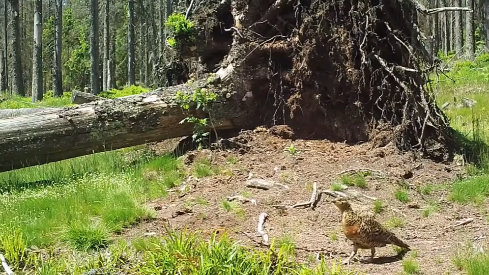 Vyvrácený smrk přilákal nejen vlka, rysa, tetřeva a jeleny. Úchvatné záběry ze Šumavy