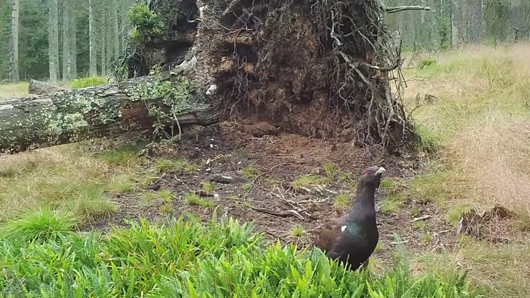 Vyvrácený smrk přilákal nejen vlka, rysa, tetřeva a jeleny. Úchvatné záběry ze Šumavy