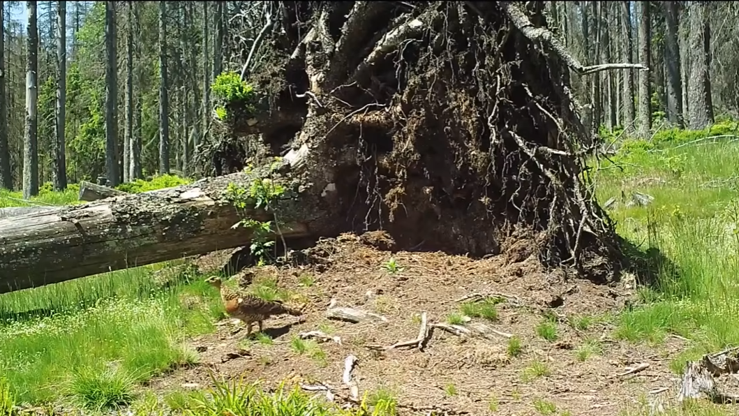 Vyvrácený smrk přilákal nejen vlka, rysa, tetřeva a jeleny. Úchvatné záběry ze Šumavy