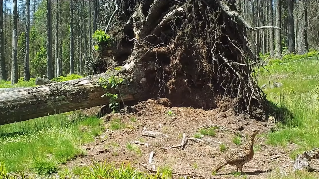 Vyvrácený smrk přilákal nejen vlka, rysa, tetřeva a jeleny. Úchvatné záběry ze Šumavy