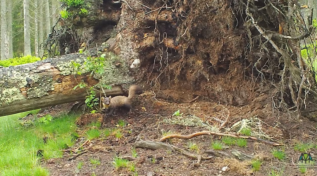 Vyvrácený smrk přilákal nejen vlka, rysa, tetřeva a jeleny. Úchvatné záběry ze Šumavy