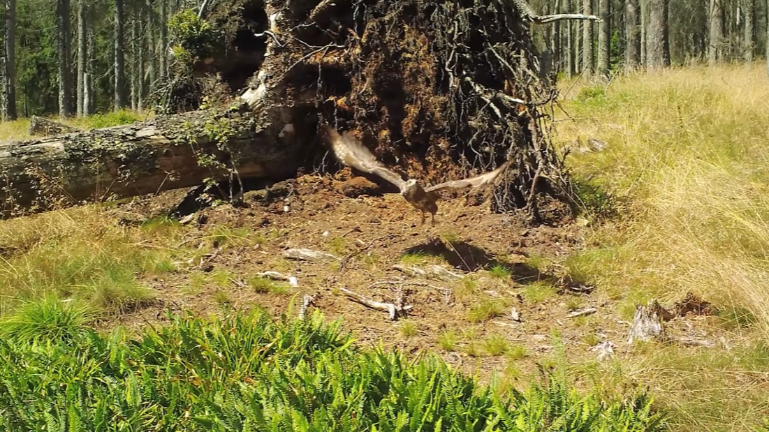 Vyvrácený smrk přilákal nejen vlka, rysa, tetřeva a jeleny. Úchvatné záběry ze Šumavy