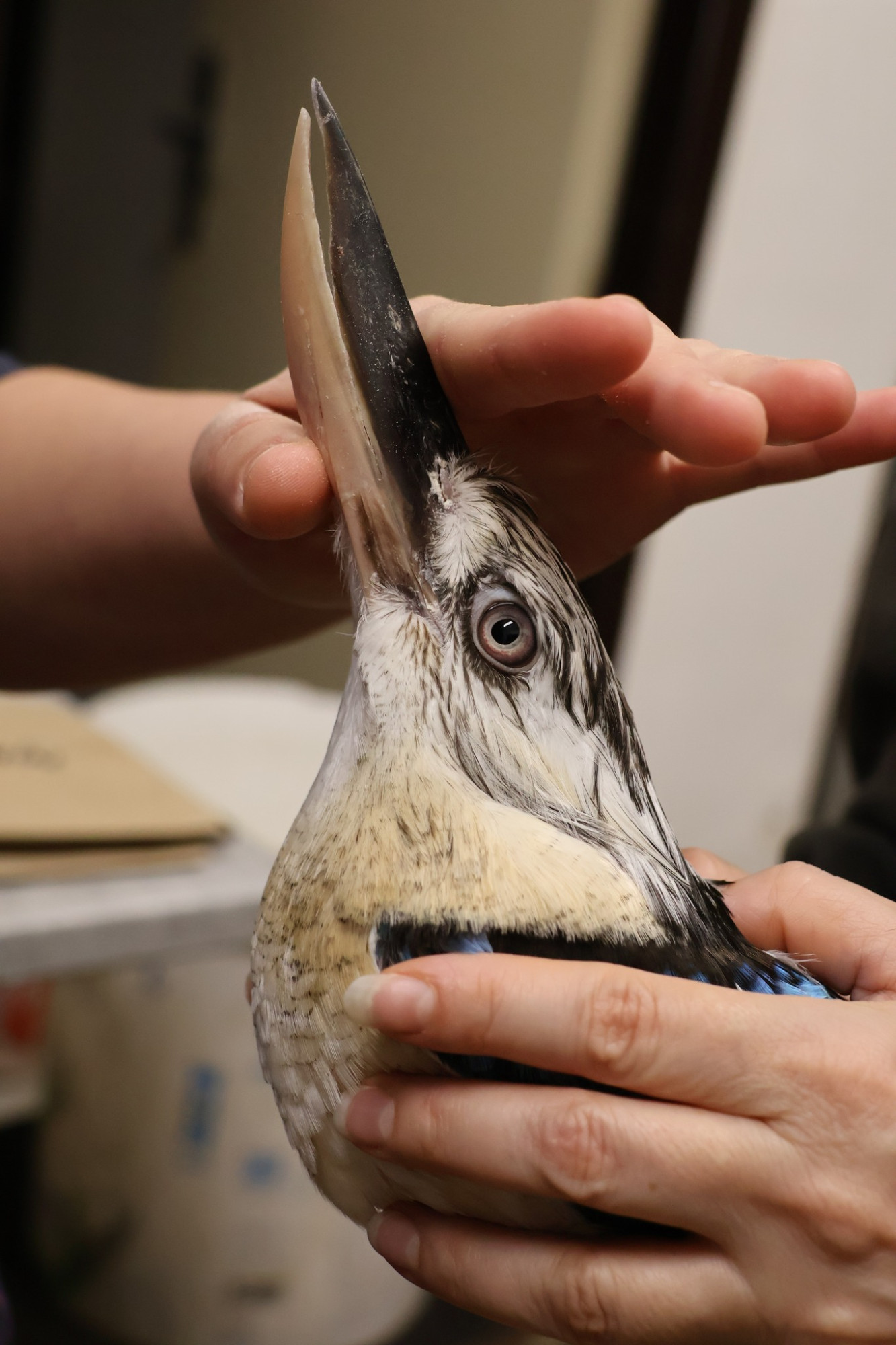 Ledňáci v Hodoníně byli na kosmetice. Veterináři jim upravili přerostlé zobáky