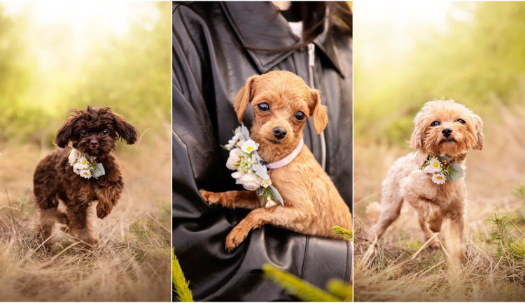 Roční pejsci z otřesných podmínek už vyhlížejí nové domovy. Jsou opatrní, ale tuliví