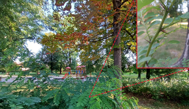 Změna klimatu v praxi. Města musí sahat po rizikovějších stromech, zjistili vědci