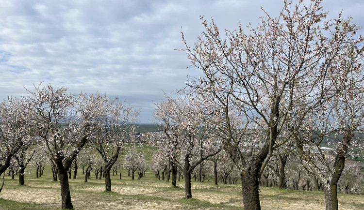 Přijdou noční mrazy. Rozkvetlé meruňky i další stromy jsou v ohrožení