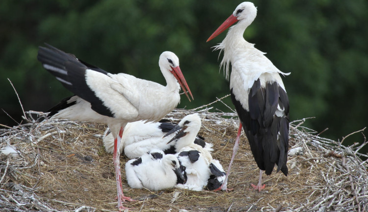 KVÍZ: Jak dobře znáte ptáky české přírody?