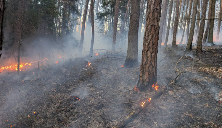 U Mirotic hořel více než sto let starý borový les, hasiči varují před suchem v přírodě