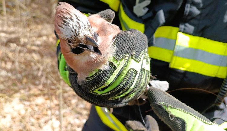 Konec sojčího trápení. Hasiči vymotali bezmocného ptáka z odhozeného vlasce
