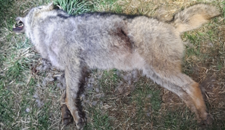 Policisté vyšetřují nález uhynulého vlka na Českokrumlovsku