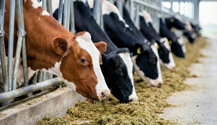 Na jihu Čech kdosi podal kravám antibiotika. Znehodnotil tak mléko za statisíce