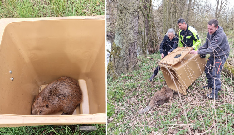 Bobr vypadal u silnice jako stopař. Nakonec mu zastavili zvířecí záchranáři