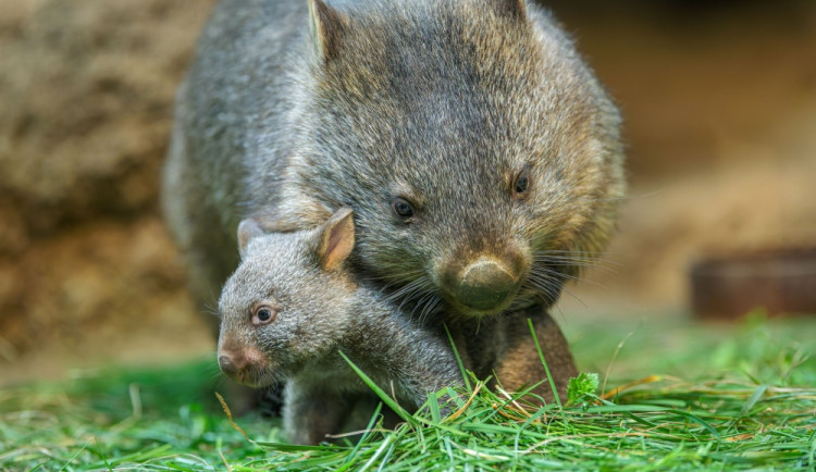 Vombatí mládě v Zoo Praha má jméno Barunga, pokřtil ho Ondřej Sokol