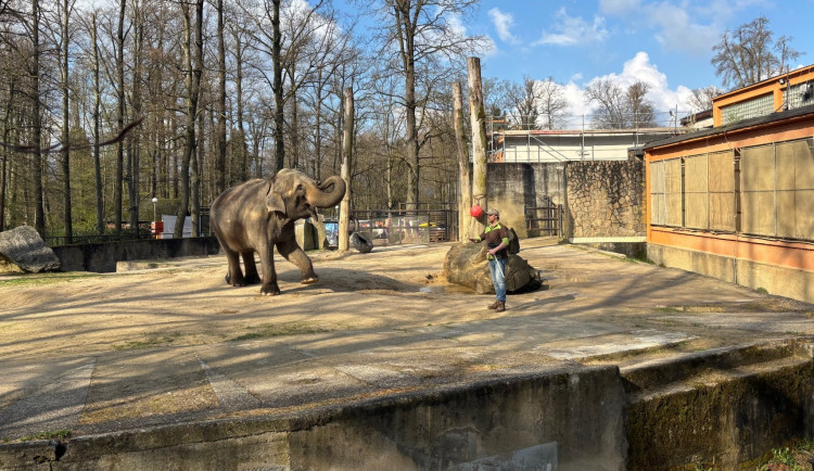 Slonice Bala odjede z liberecké zoo na podzim. Ve Walesu jí zůstane přímý kontakt s ošetřovateli