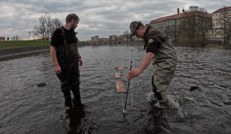 Kormoráni vzali Otavu útokem. Písek řeší úbytek ryb plovoucími trdlišti