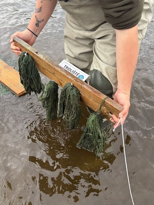 Kormoráni vzali Otavu útokem. Písek řeší úbytek ryb plovoucím trdlištěm
