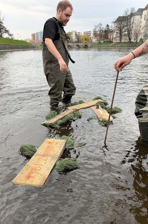 Kormoráni vzali Otavu útokem. Písek řeší úbytek ryb plovoucím trdlištěm