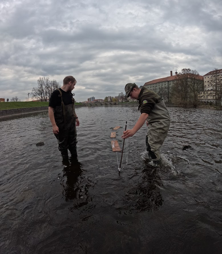 Kormoráni vzali Otavu útokem. Písek řeší úbytek ryb plovoucím trdlištěm