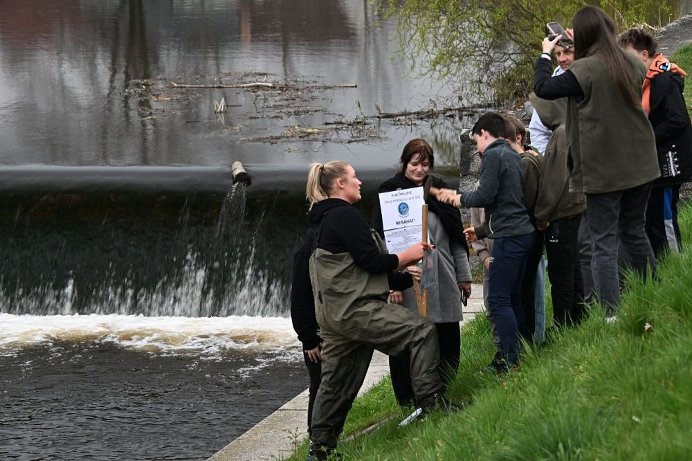 Kormoráni vzali Otavu útokem. Písek řeší úbytek ryb plovoucím trdlištěm