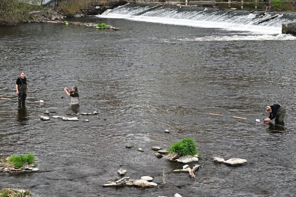 Kormoráni vzali Otavu útokem. Písek řeší úbytek ryb plovoucím trdlištěm