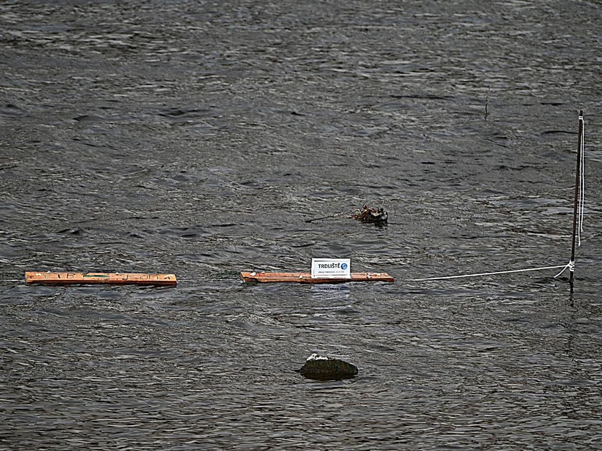 Kormoráni vzali Otavu útokem. Písek řeší úbytek ryb plovoucím trdlištěm