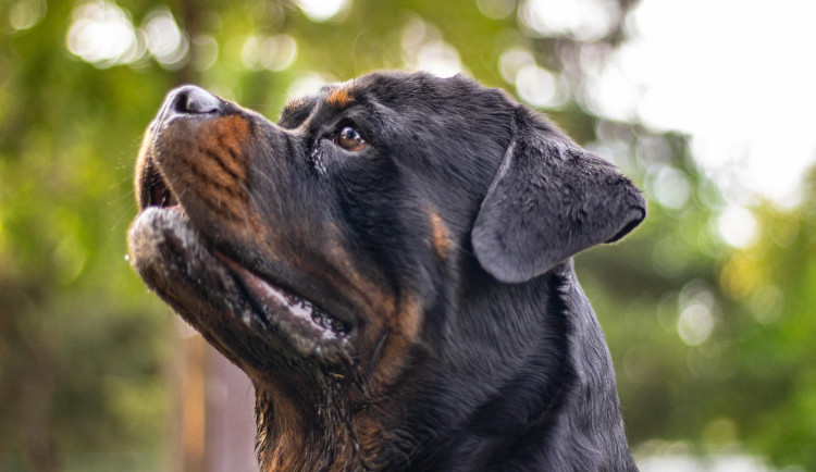 Jako samoobsluha pro narkomany. Varnu pervitinu v Židenicích střežil rotvajler